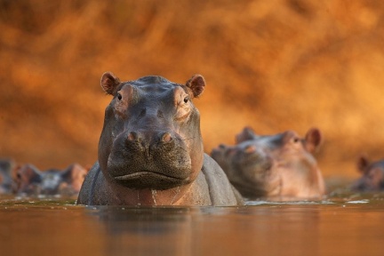 Rozlewisko Hipopotamów